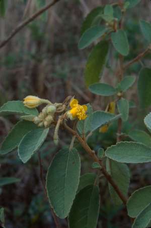 Corchorus hirsutus