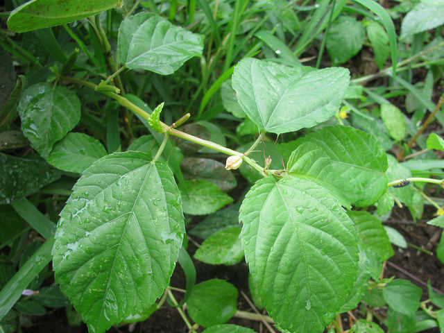 Corchorus olitorius