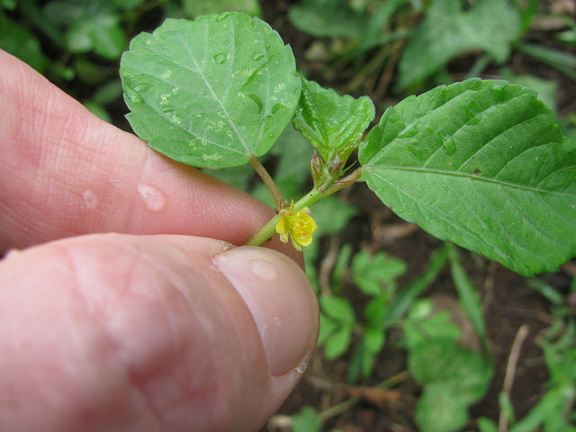 Corchorus olitorius