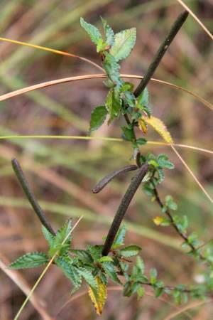 Corchorus siliquosus