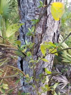 Corchorus siliquosus