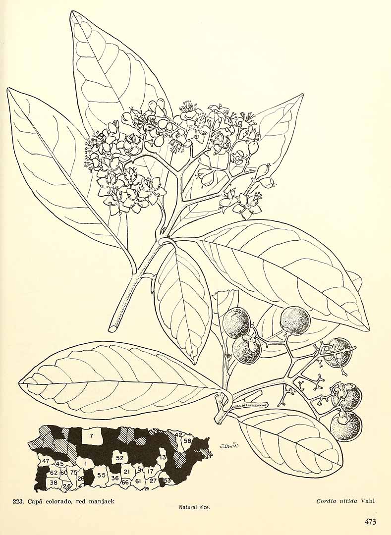 Cordia laevigata