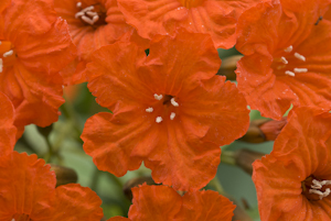 Cordia sebestena