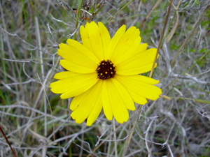 Coreopsis floridana