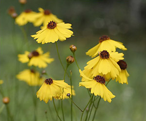 Coreopsis floridana