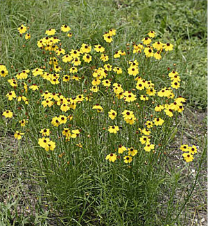 Coreopsis floridana