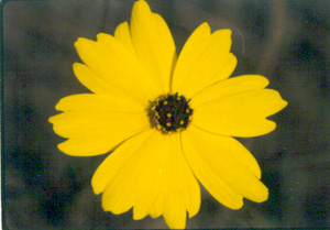 Coreopsis leavenworthii