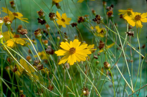 Coreopsis leavenworthii