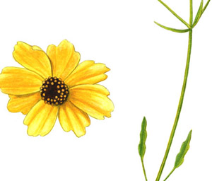 Coreopsis leavenworthii