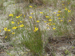 Coreopsis leavenworthii