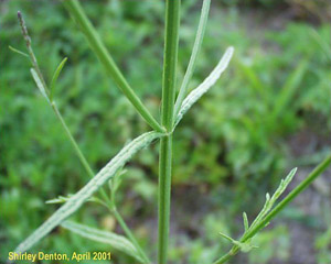 Coreopsis leavenworthii