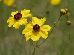 Coreopsis leavenworthii