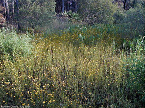 Coreopsis leavenworthii