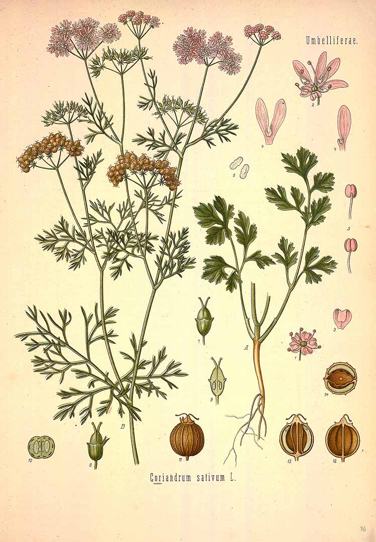 Coriandrum sativum