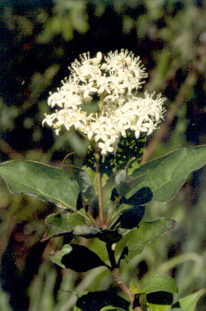 Cornus foemina