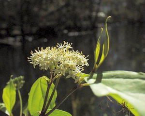 Cornus foemina