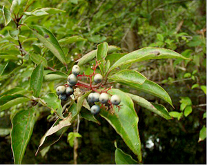 Cornus foemina