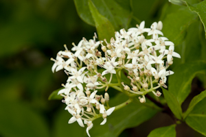 Cornus foemina