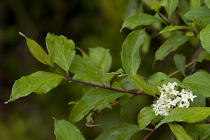 Cornus foemina