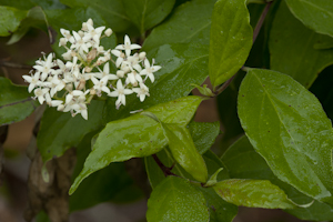 Cornus foemina