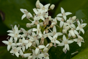 Cornus foemina