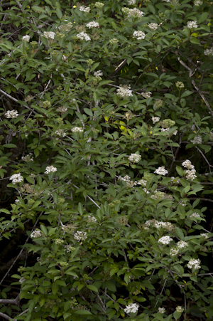 Cornus foemina