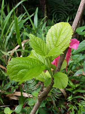 Cornutia obovata