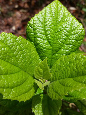 Cornutia obovata