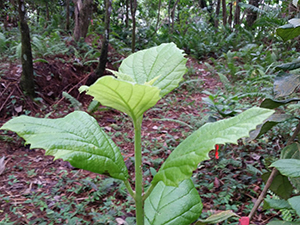 Cornutia obovata