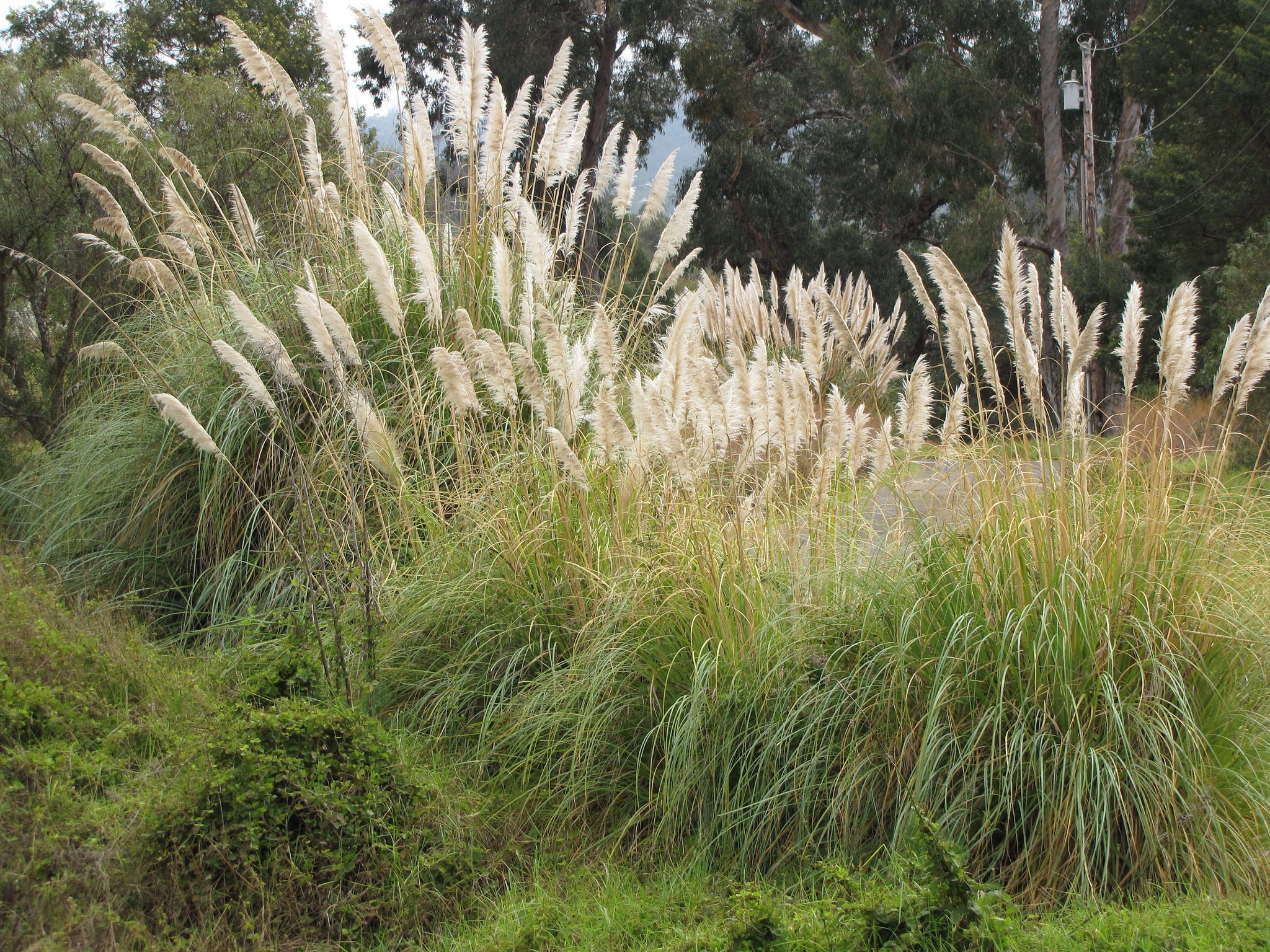 Cortaderia selloana