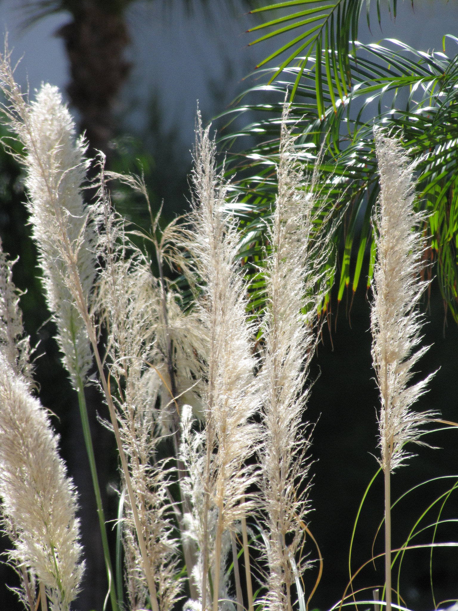 Cortaderia selloana