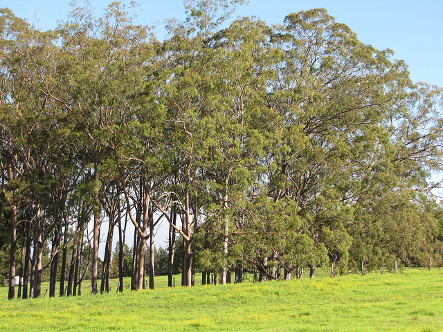 Corymbia citriodora