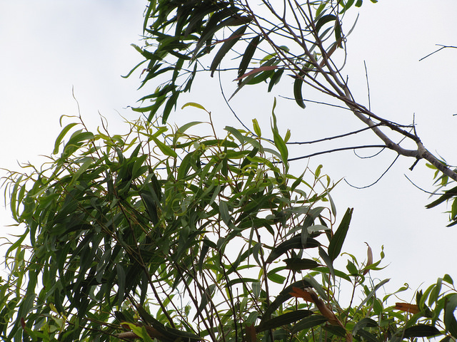 Corymbia citriodora