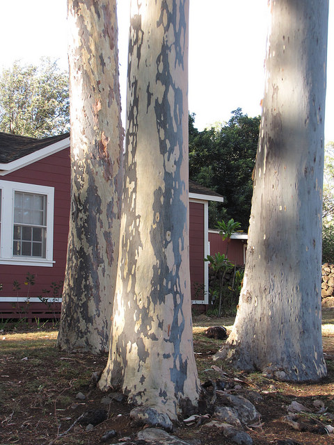 Corymbia citriodora