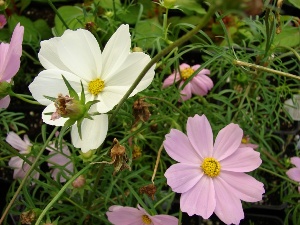 Cosmos bipinnatus