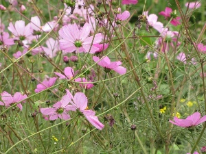 Cosmos bipinnatus