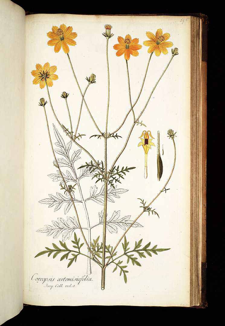 Cosmos sulphureus