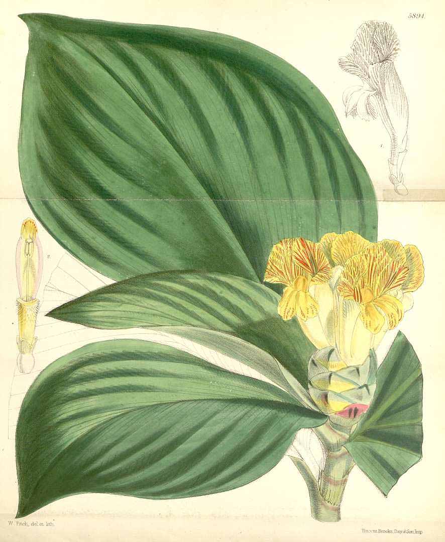 Costus malortieanus