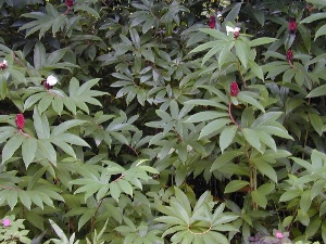 Cheilocostus speciosus