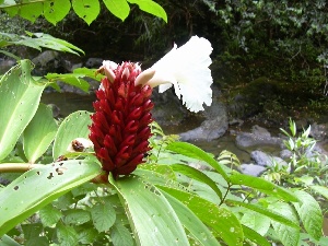 Cheilocostus speciosus