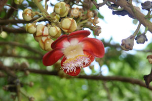 Couroupita guianensis