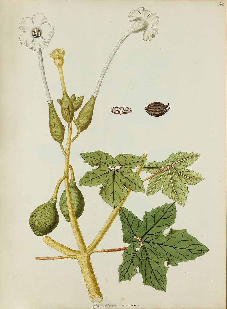 Craniolaria annua