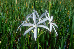 Crinum americanum