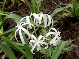 Crinum americanum