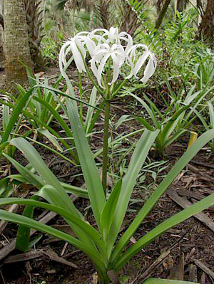 Crinum americanum