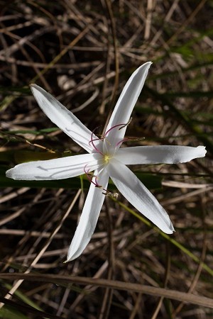 Crinum americanum