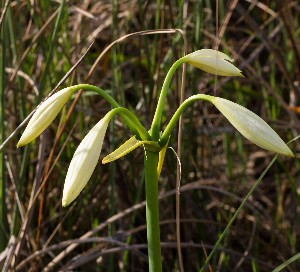 Crinum americanum