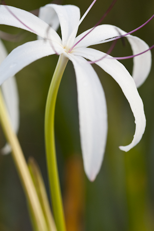 Crinum americanum