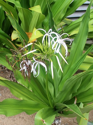 Crinum asiaticum