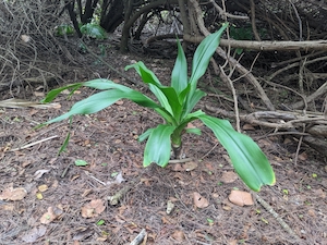 Crinum asiaticum